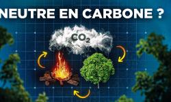 Featured image of post Bois : son véritable impact climatique